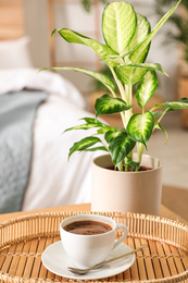 Fresh coffee and green plant in bedroom. Home decoration