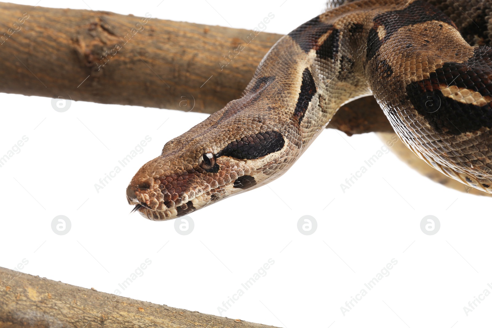 Photo of Brown boa constrictor on tree branch against white background