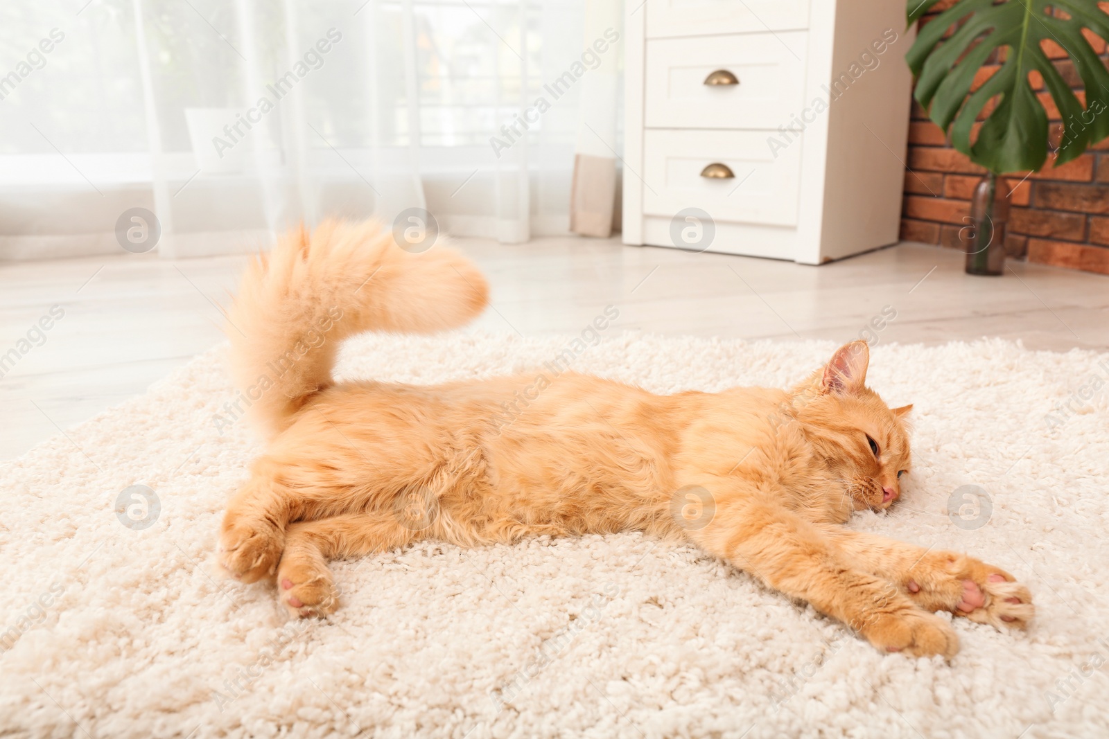 Photo of Cute cat lying on rug at home