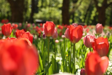 Photo of Beautiful bright tulips growing outdoors on sunny day, closeup