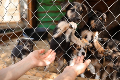 Photo of Woman near cage with homeless dogs in animal shelter, closeup. Concept of volunteering
