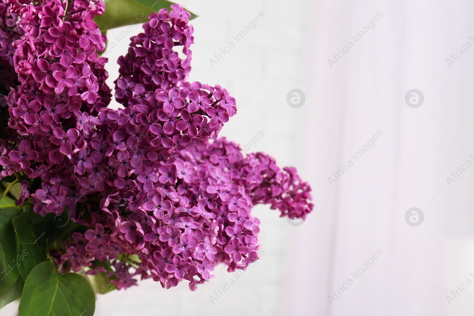 Photo of Beautiful blooming lilac flowers against blurred background. Space for text