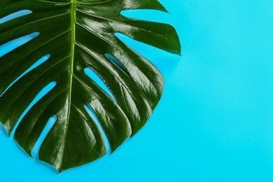 Beautiful monstera leaf on light blue background, top view with space for text. Tropical plant