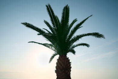 Beautiful palm tree with green leaves against blue sky, low angle view. Tropical plant