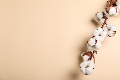 Fluffy cotton flowers on beige background, top view. Space for text