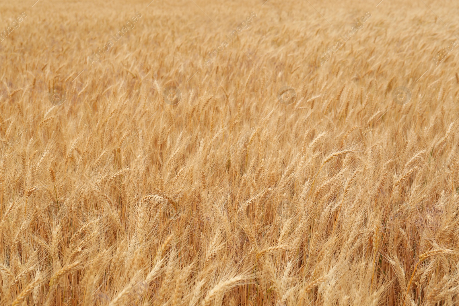 Photo of Beautiful agricultural field with ripe wheat crop