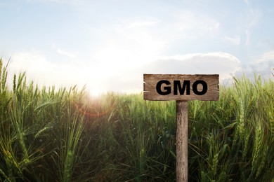 Image of GMO crop. Wooden sign in field with ripening wheat