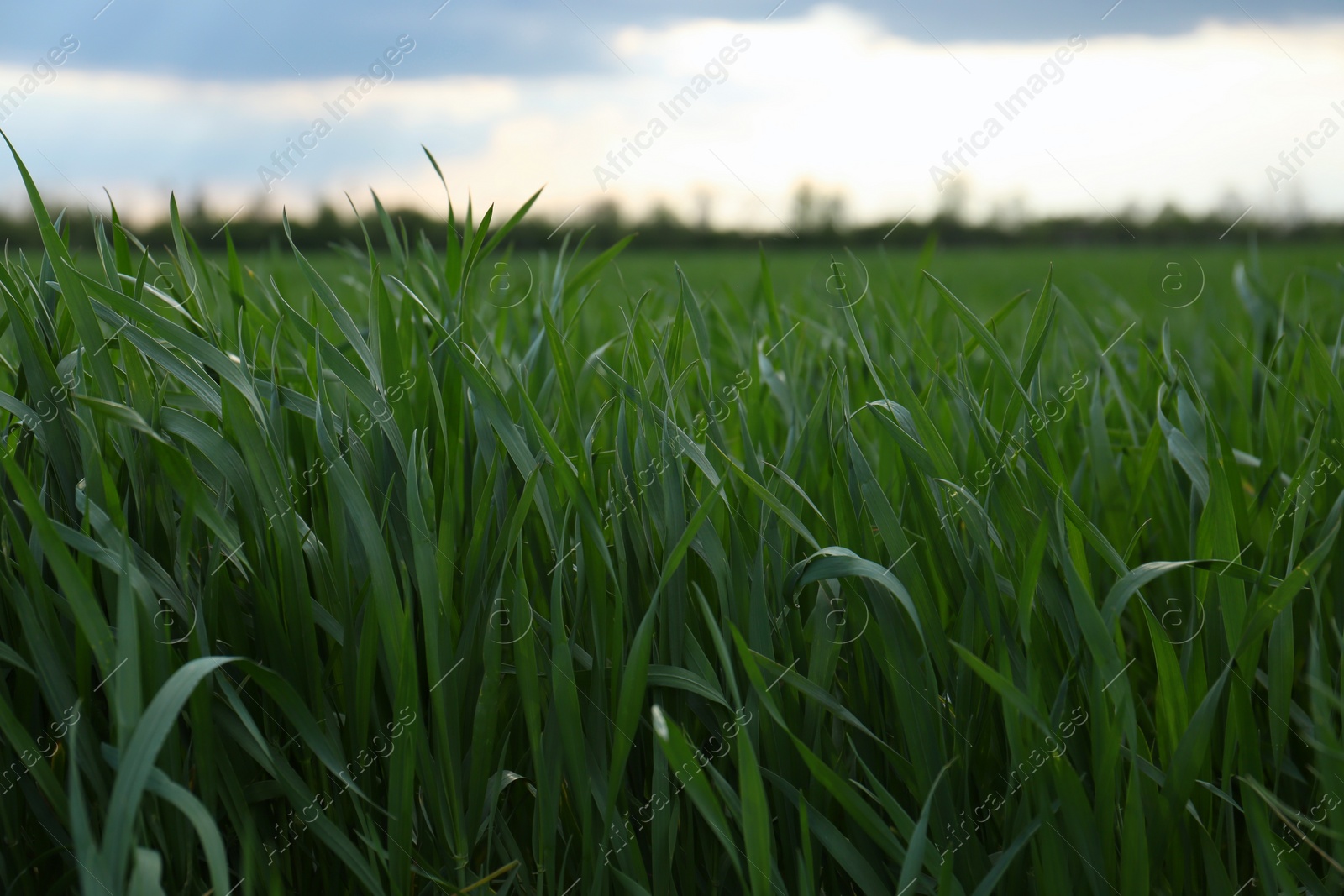Photo of Beautiful agricultural field with ripening cereal crop outdoors, closeup