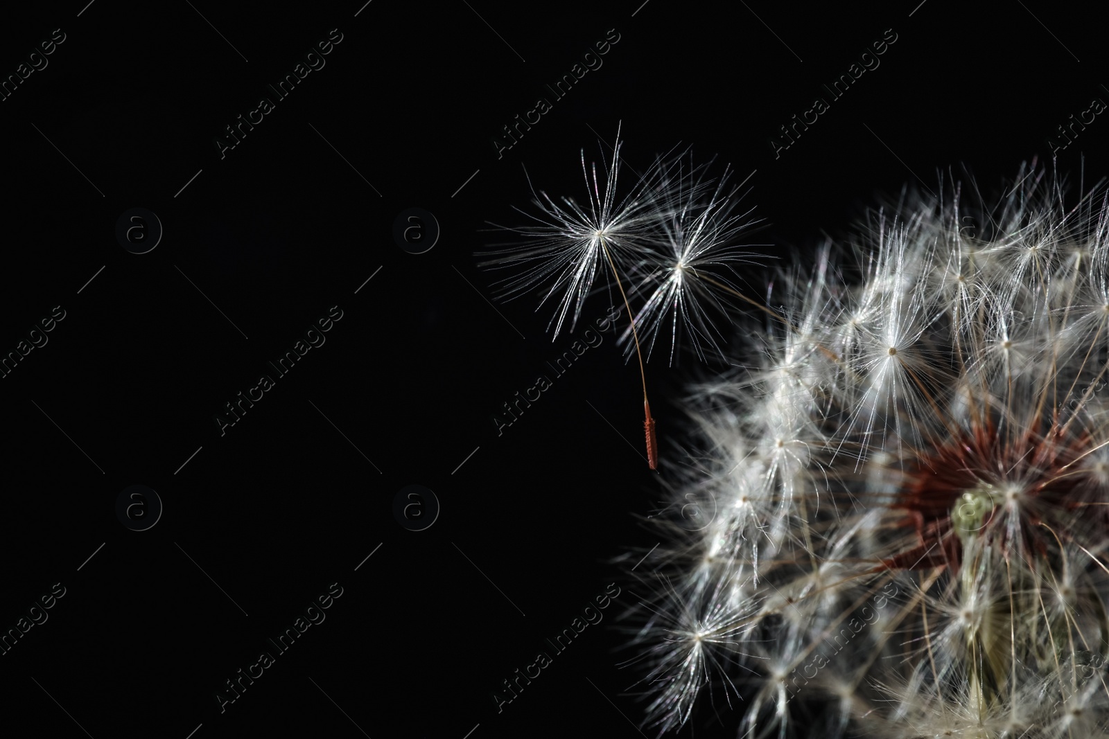 Photo of Beautiful dandelion flower on black background, closeup. Space for text