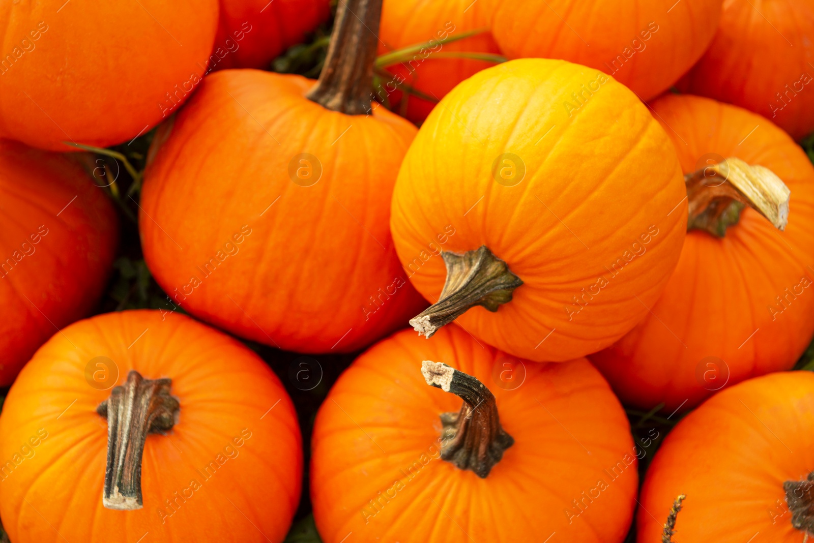 Photo of Many ripe orange pumpkins on grass, top view