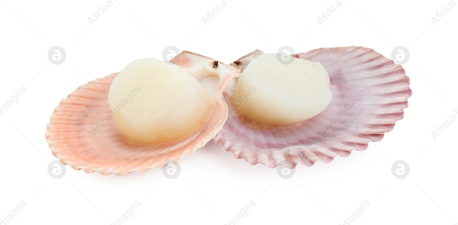 Photo of Fresh raw scallops in shells isolated on white