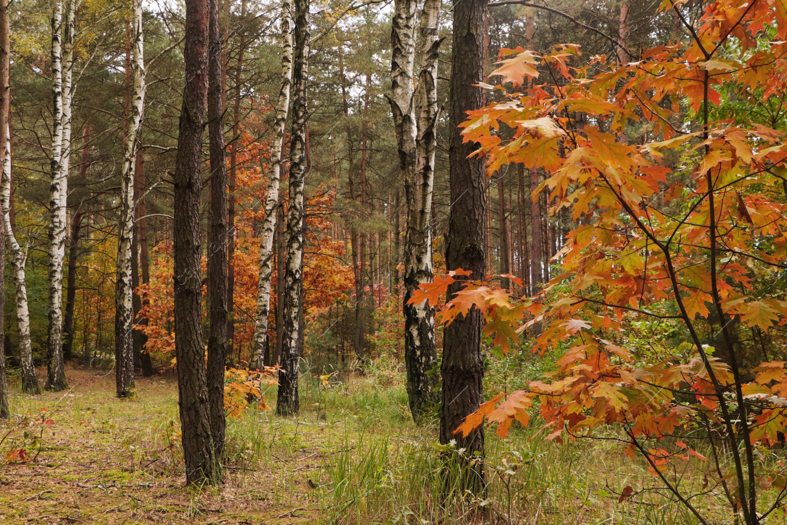 Photo of Beautiful trees with colorful leaves in forest. Autumn season