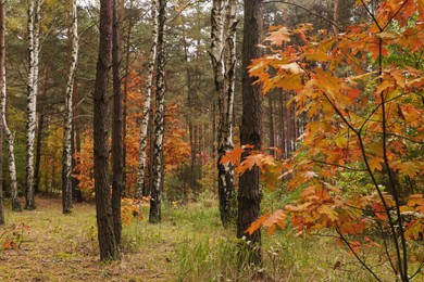 Beautiful trees with colorful leaves in forest. Autumn season