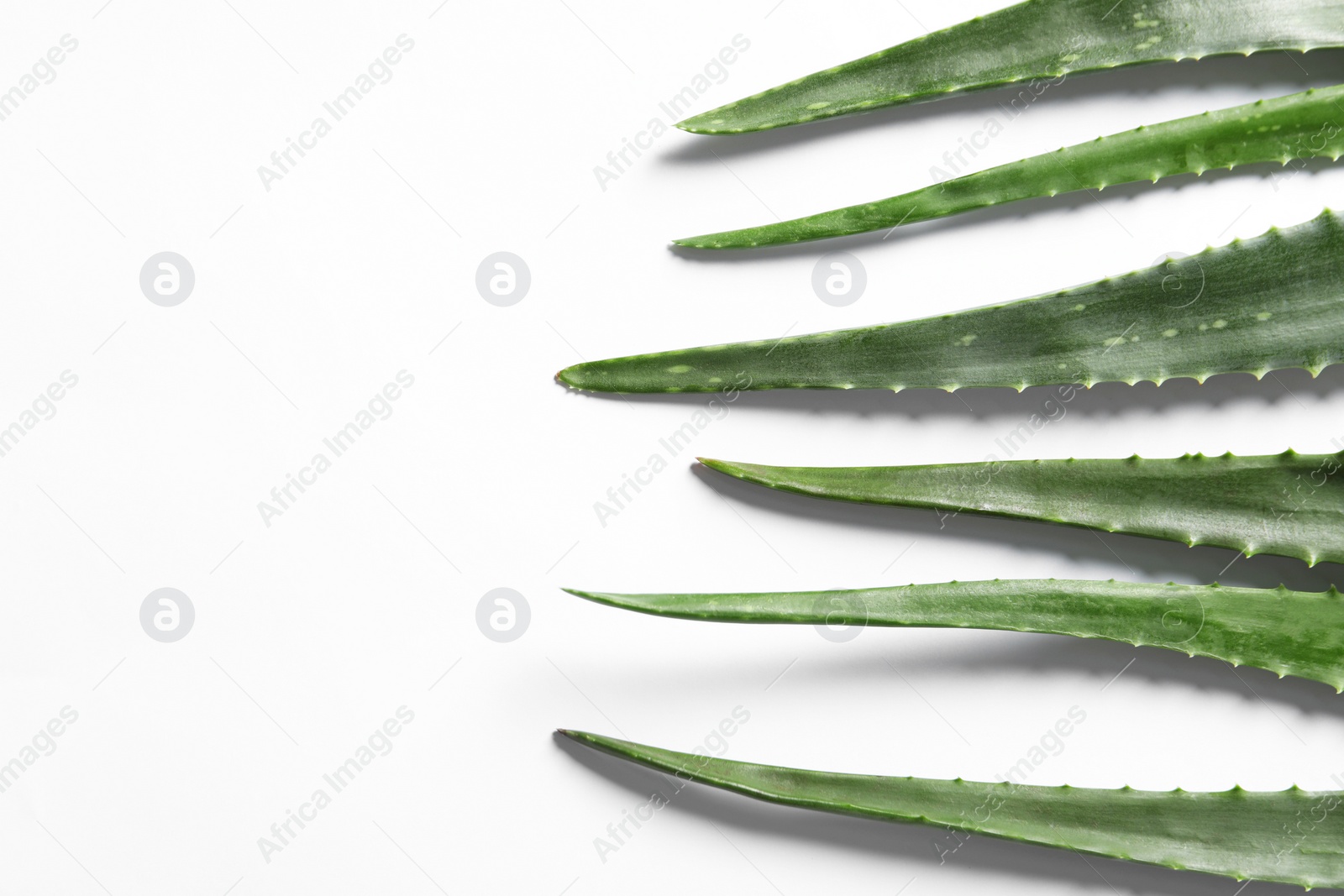 Photo of Green aloe vera leaves on white background, flat lay. Space for text