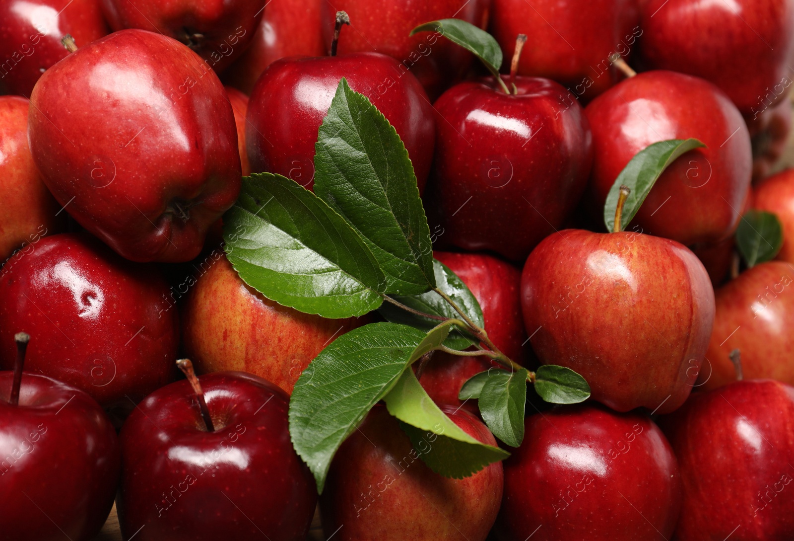 Photo of Fresh ripe red apples with leaves as background, closeup