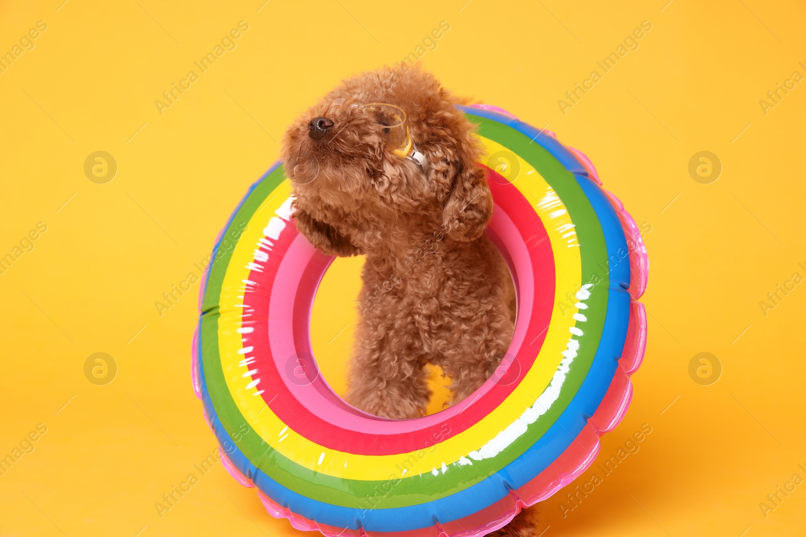 Photo of Cute Maltipoo dog with inflatable ring and swimming goggles on orange background