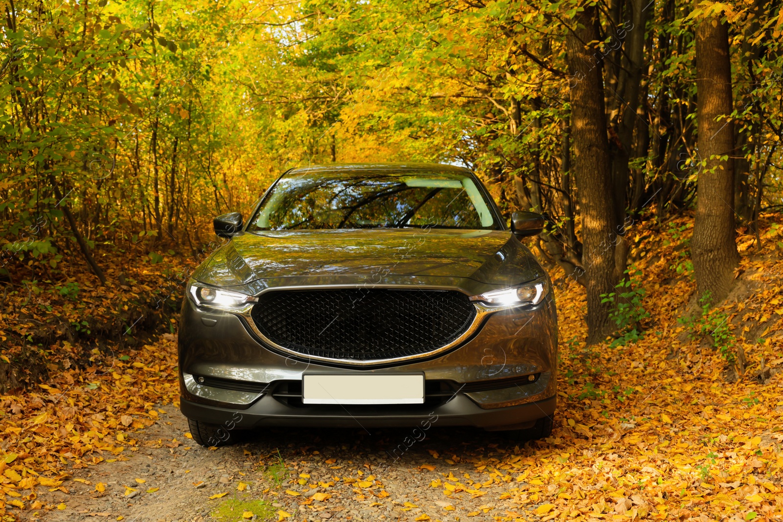 Photo of Black modern car parked in beautiful autumn forest