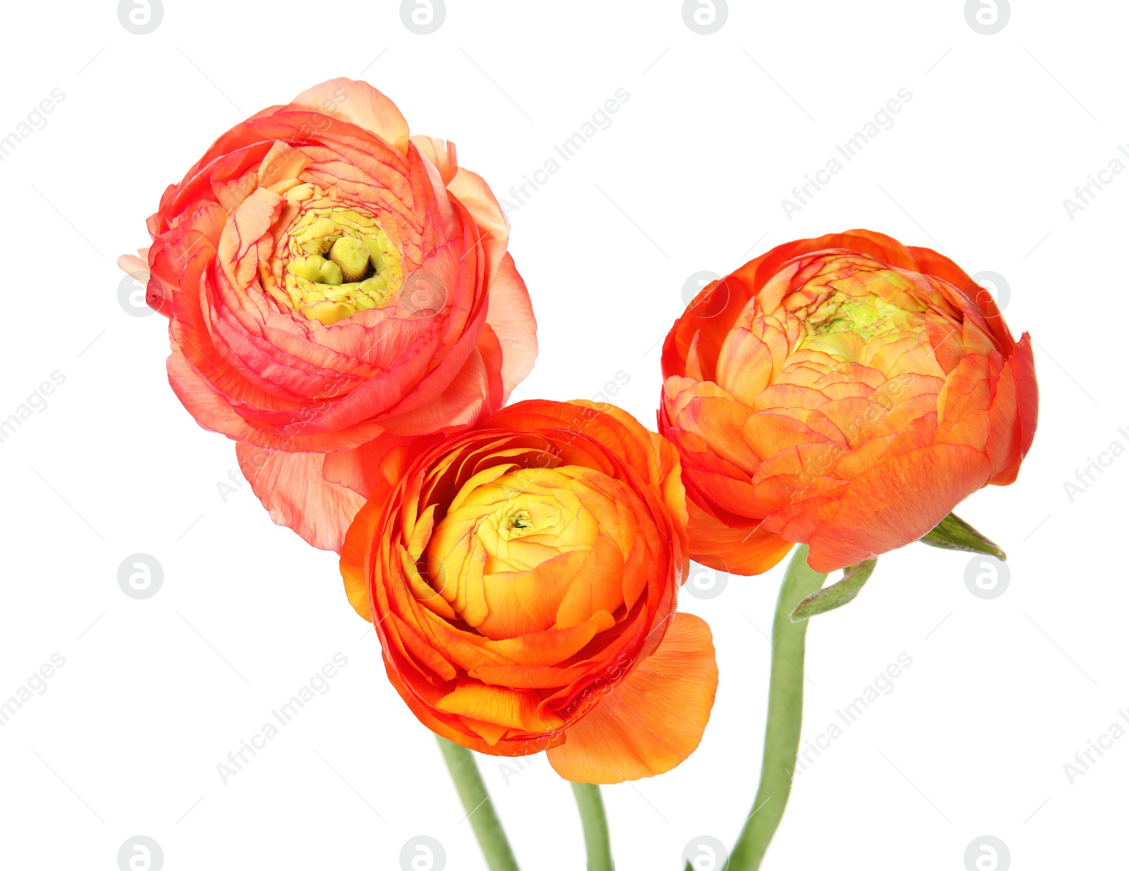 Photo of Beautiful spring ranunculus flowers isolated on white