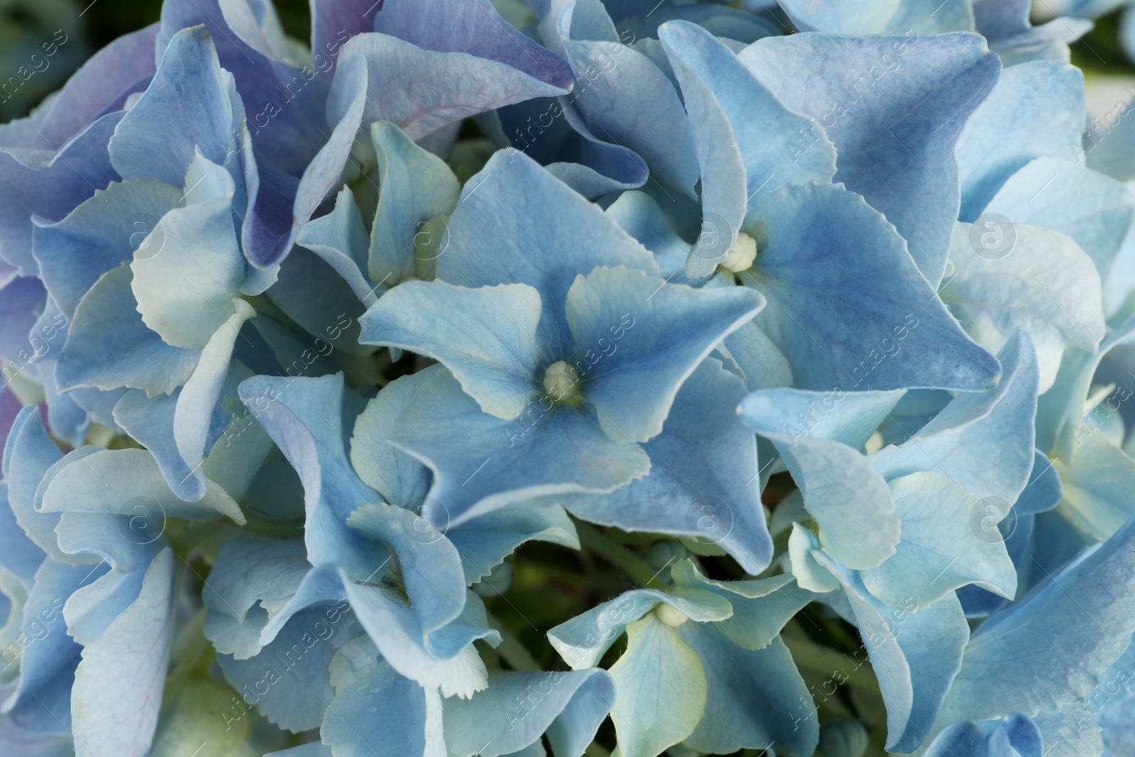 Photo of Beautiful light blue hortensia flowers as background, closeup