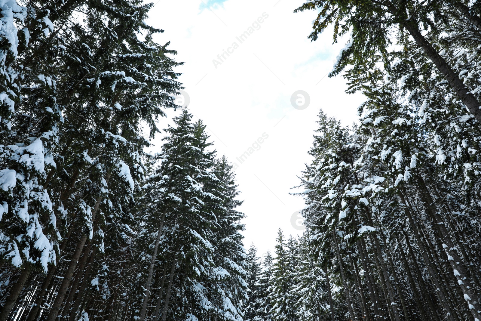 Photo of Picturesque view of snowy coniferous forest on winter day, low angle view