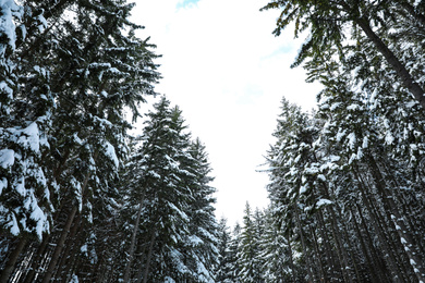 Picturesque view of snowy coniferous forest on winter day, low angle view