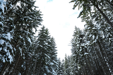 Photo of Picturesque view of snowy coniferous forest on winter day, low angle view