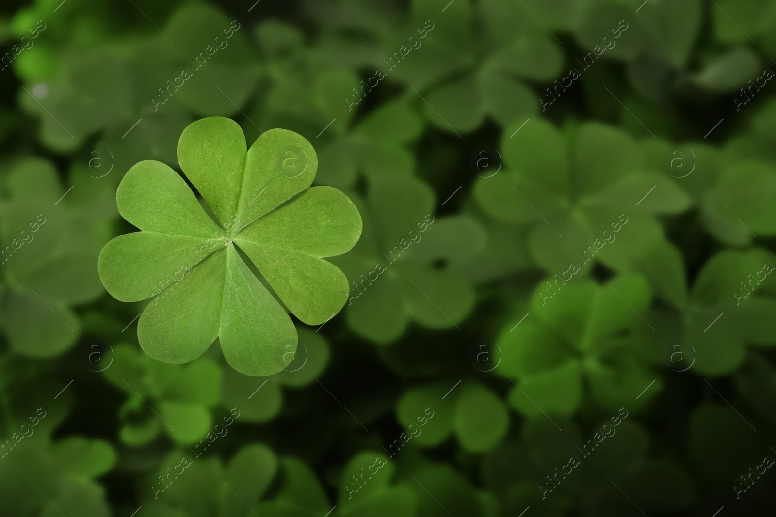 Image of Beautiful fresh green clover leaves, closeup view