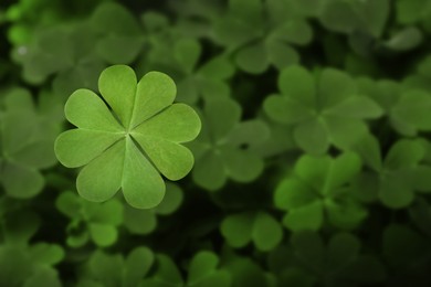 Beautiful fresh green clover leaves, closeup view