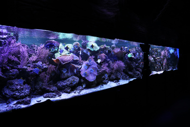 Photo of Different beautiful tropical fishes in clear aquarium
