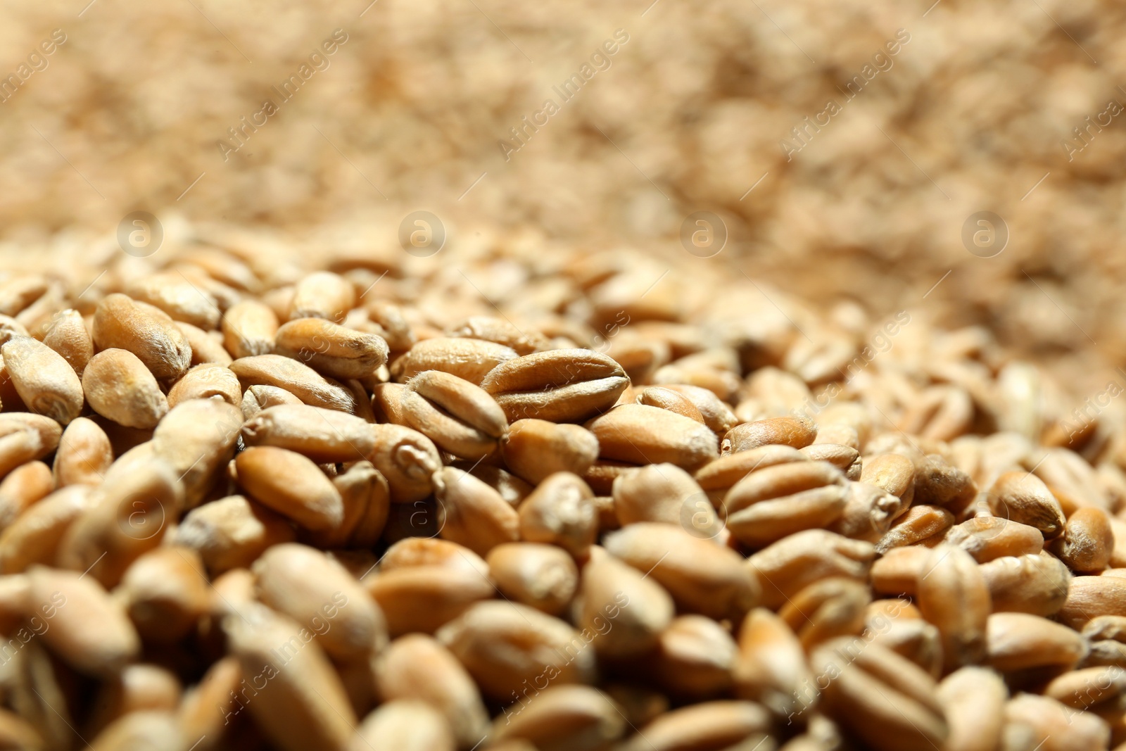 Photo of Many wheat grains as background, closeup view