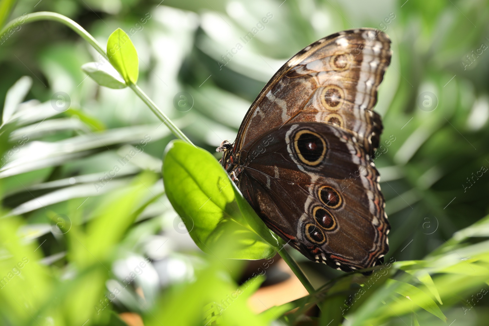 Photo of Beautiful common morpho butterfly on green plant in garden