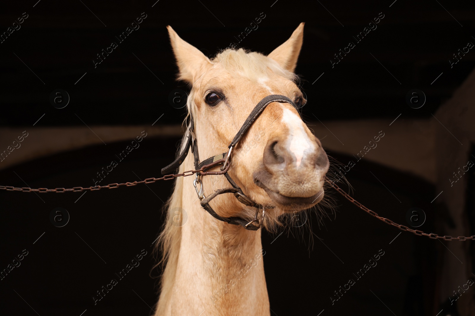 Photo of Woman feeding adorable horse in stable, closeup. Lovely domesticated pet