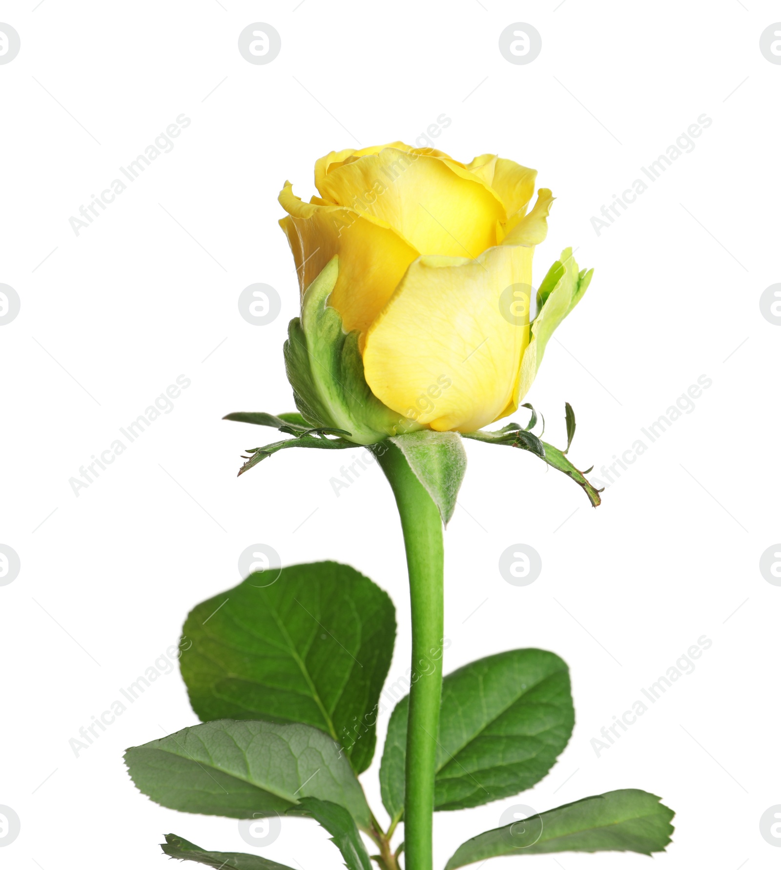 Photo of Beautiful blooming yellow rose on white background