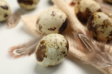 Speckled quail eggs and feathers on white table, closeup