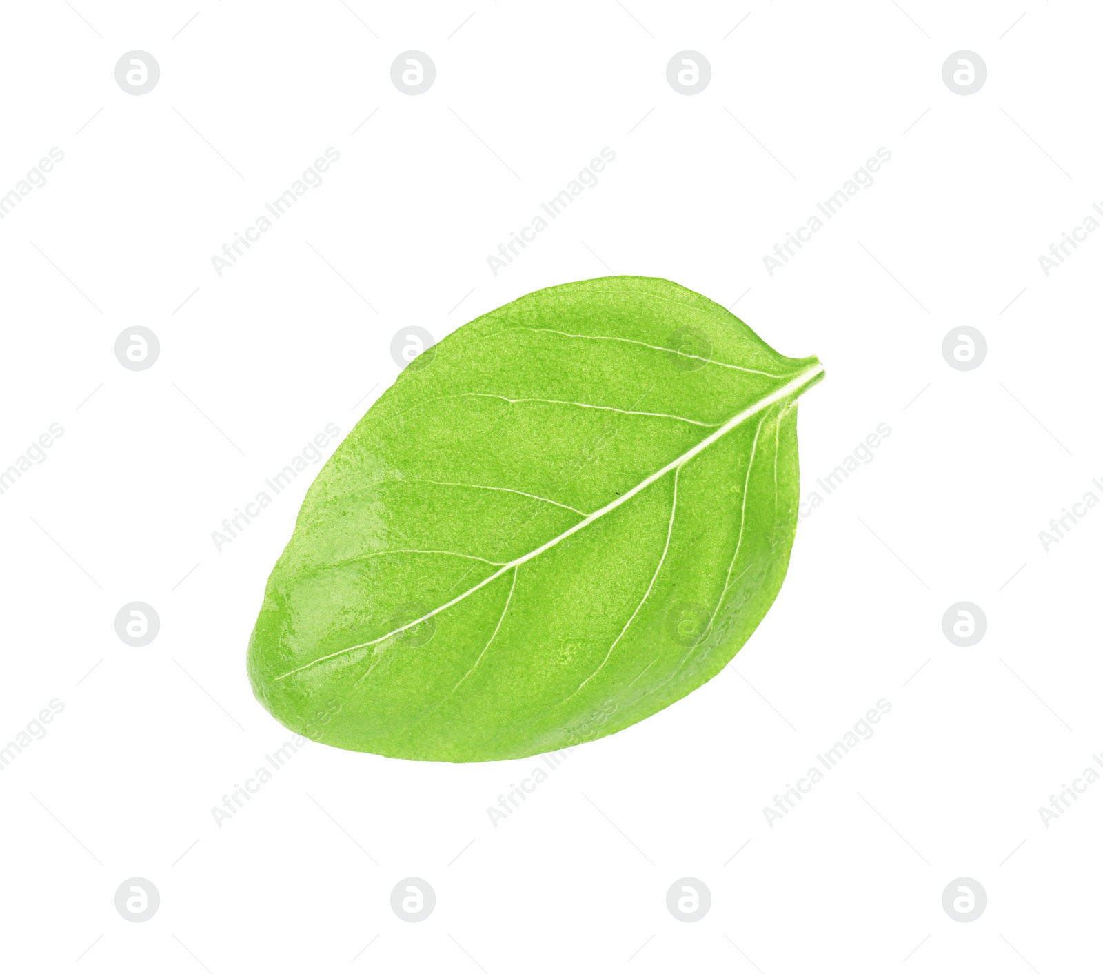 Photo of Fresh green basil leaf on white background