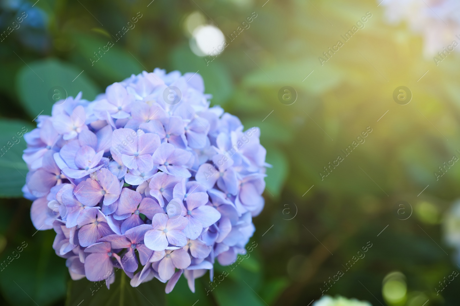 Photo of Beautiful hortensia flower growing in park, closeup. Space for text