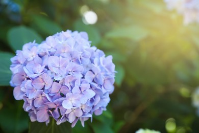 Beautiful hortensia flower growing in park, closeup. Space for text