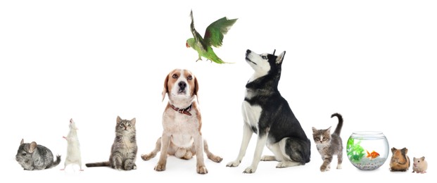 Group of different domestic animals on white background, collage