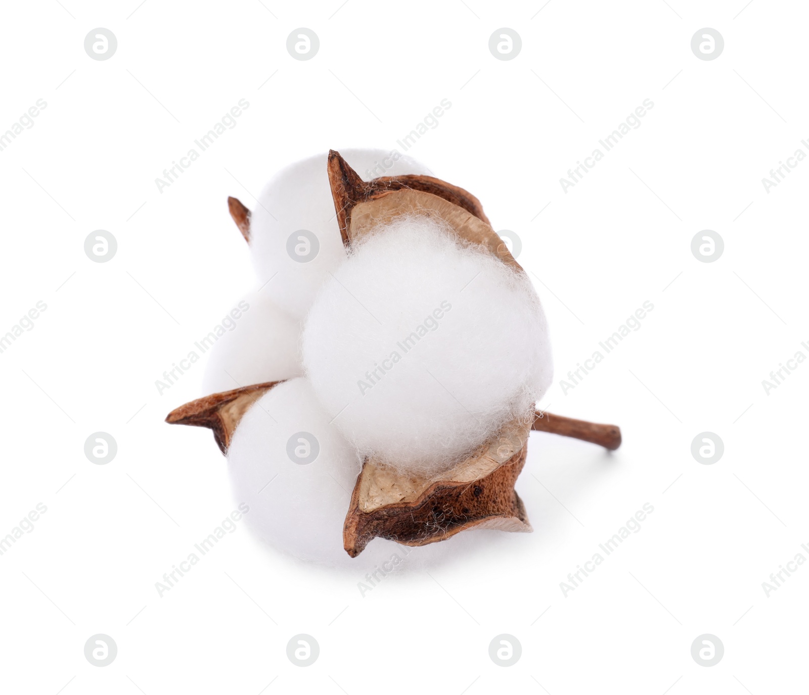 Photo of Beautiful fluffy cotton flower isolated on white