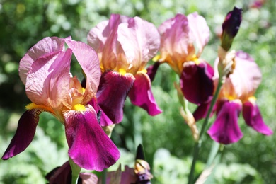 Photo of Beautiful bright irises in garden, space for text. Spring flowers