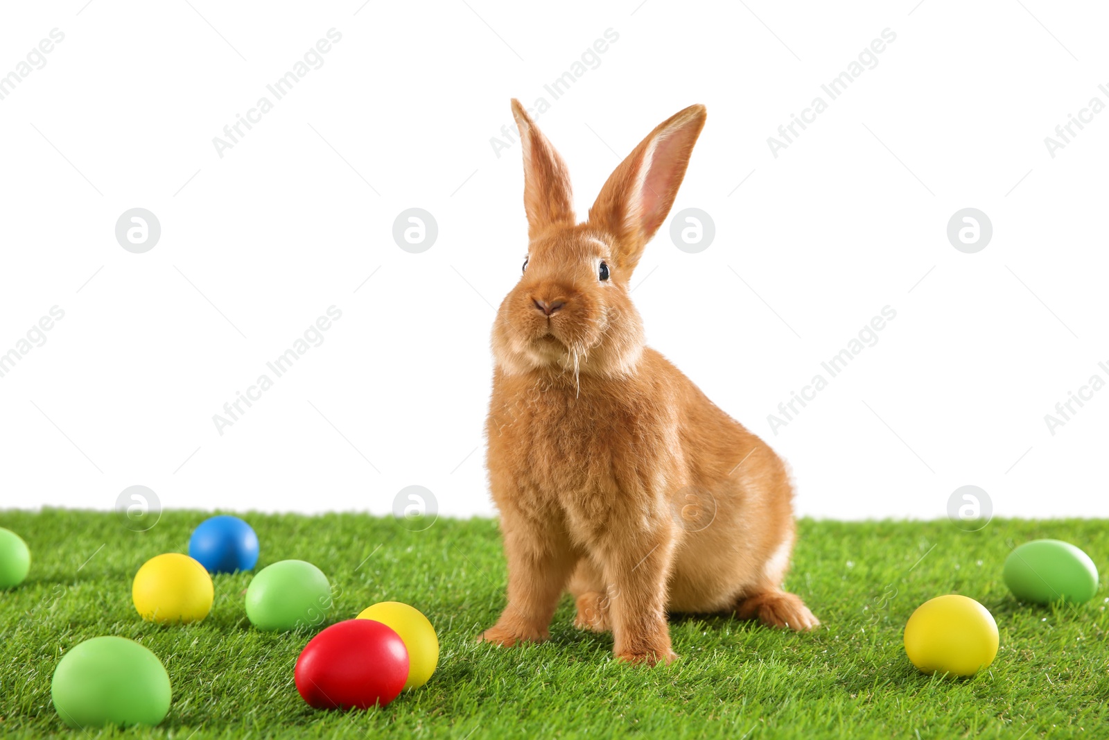 Photo of Cute bunny and Easter eggs on green grass against white background