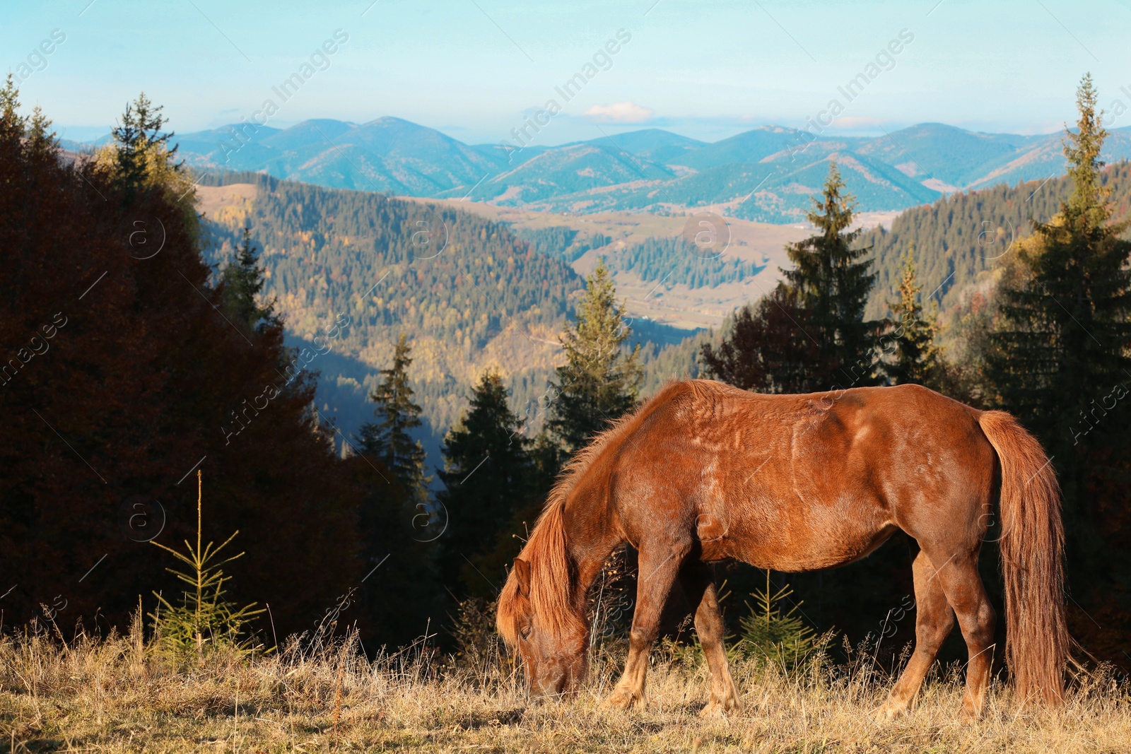 Photo of Brown horse grazing in mountains on sunny day. Beautiful pet