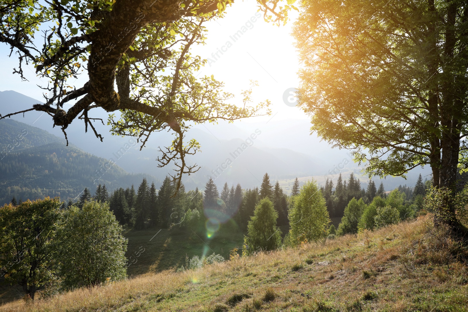 Photo of Beautiful view of mountain forest on sunny day