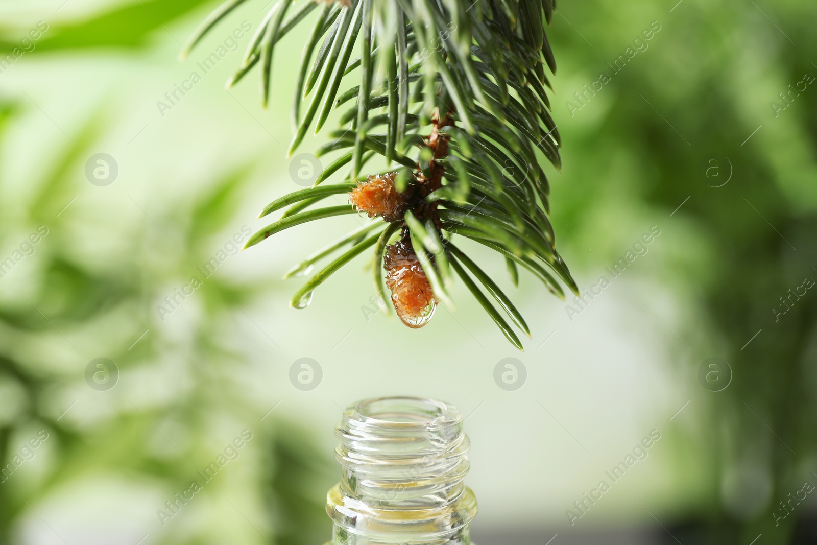 Photo of Essential oil dripping from fir branch into glass bottle on blurred background, closeup