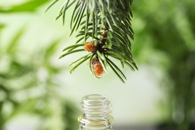 Photo of Essential oil dripping from fir branch into glass bottle on blurred background, closeup