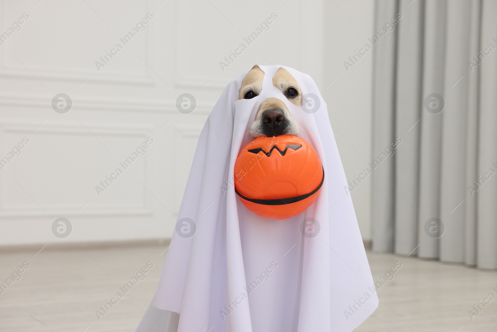 Photo of Cute Labrador Retriever dog wearing ghost costume with Halloween bucket indoors