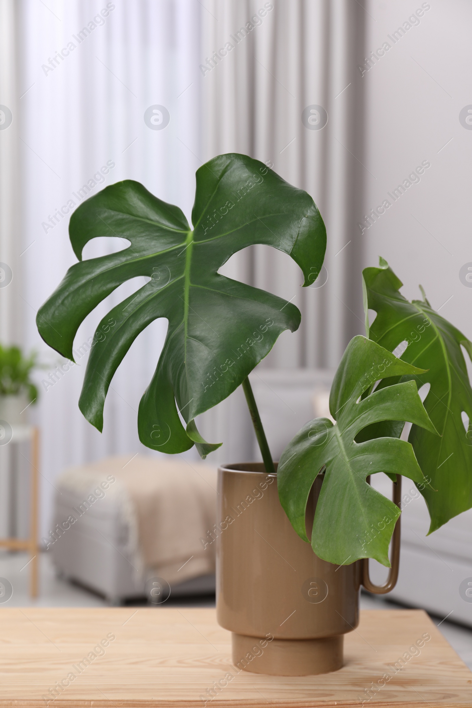 Photo of Ceramic vase with tropical leaves on wooden table in living room