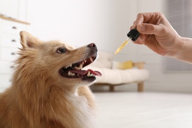 Photo of Woman giving tincture to cute dog at home, closeup