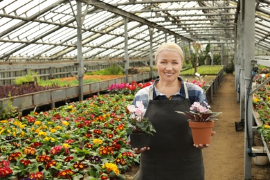 Mature woman holding pots with blooming flowers in greenhouse, space for text. Home gardening