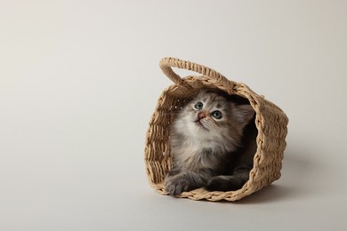 Photo of Cute kitten in wicker basket on light background. Space for text